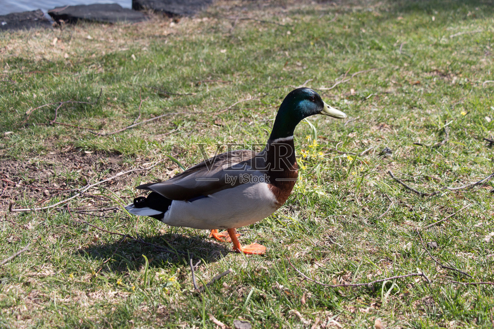 在一个阳光明媚的日子里一只鸭子的近距离观察。照片摄影图片