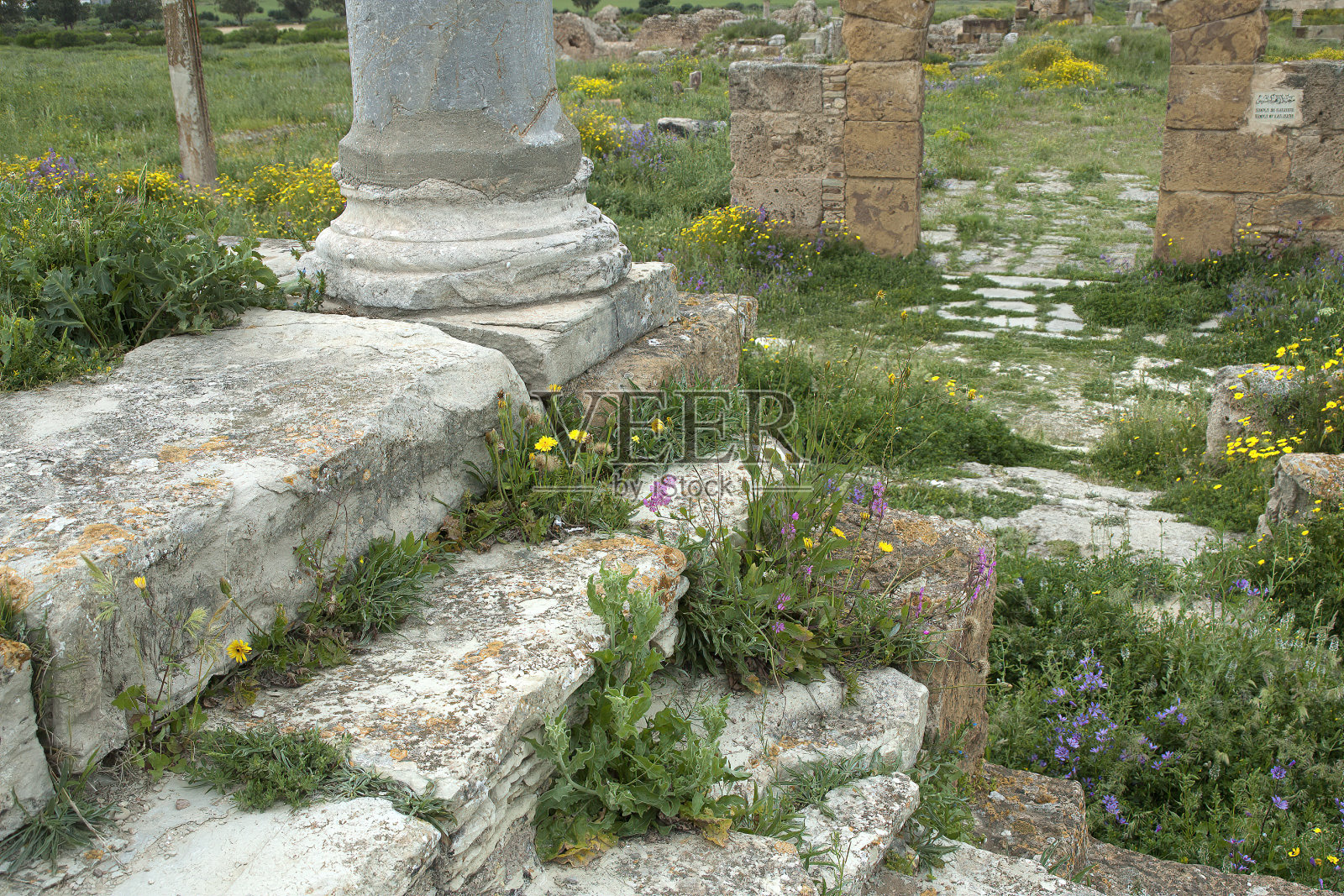 罗马台阶上开着野花照片摄影图片