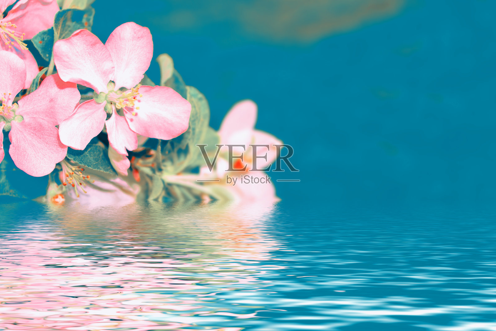 苹果开花分支。照片摄影图片