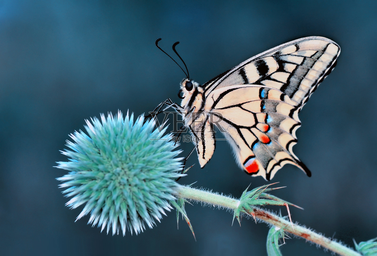 微距镜头,美丽的蝴蝶照片摄影图片