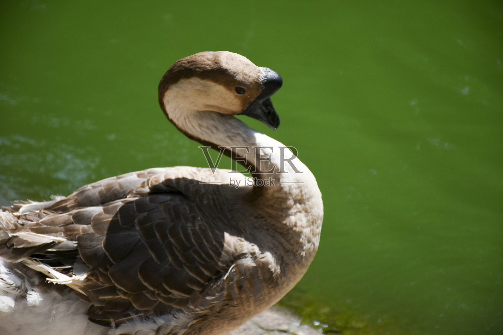 绿头鸭羽毛清洗照片摄影图片