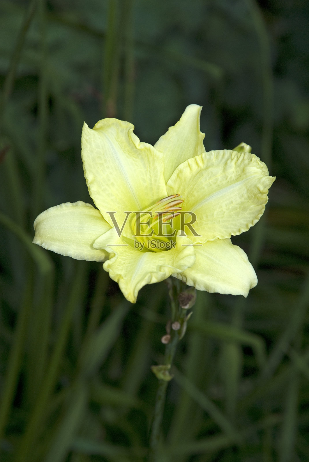 黄花菜照片摄影图片