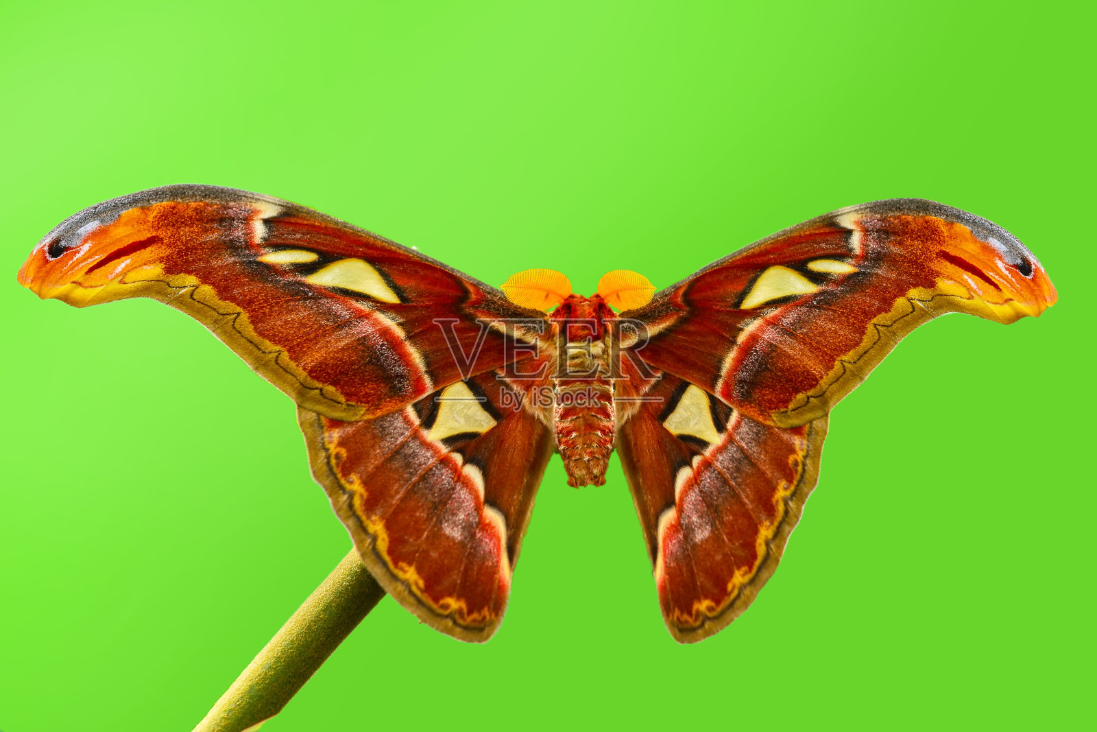 飞蛾微距摄影照片摄影图片