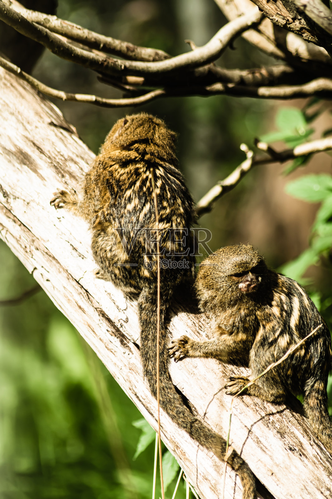 小猴子照片摄影图片