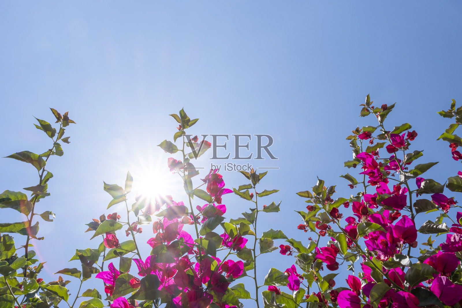 叶子花属的花照片摄影图片