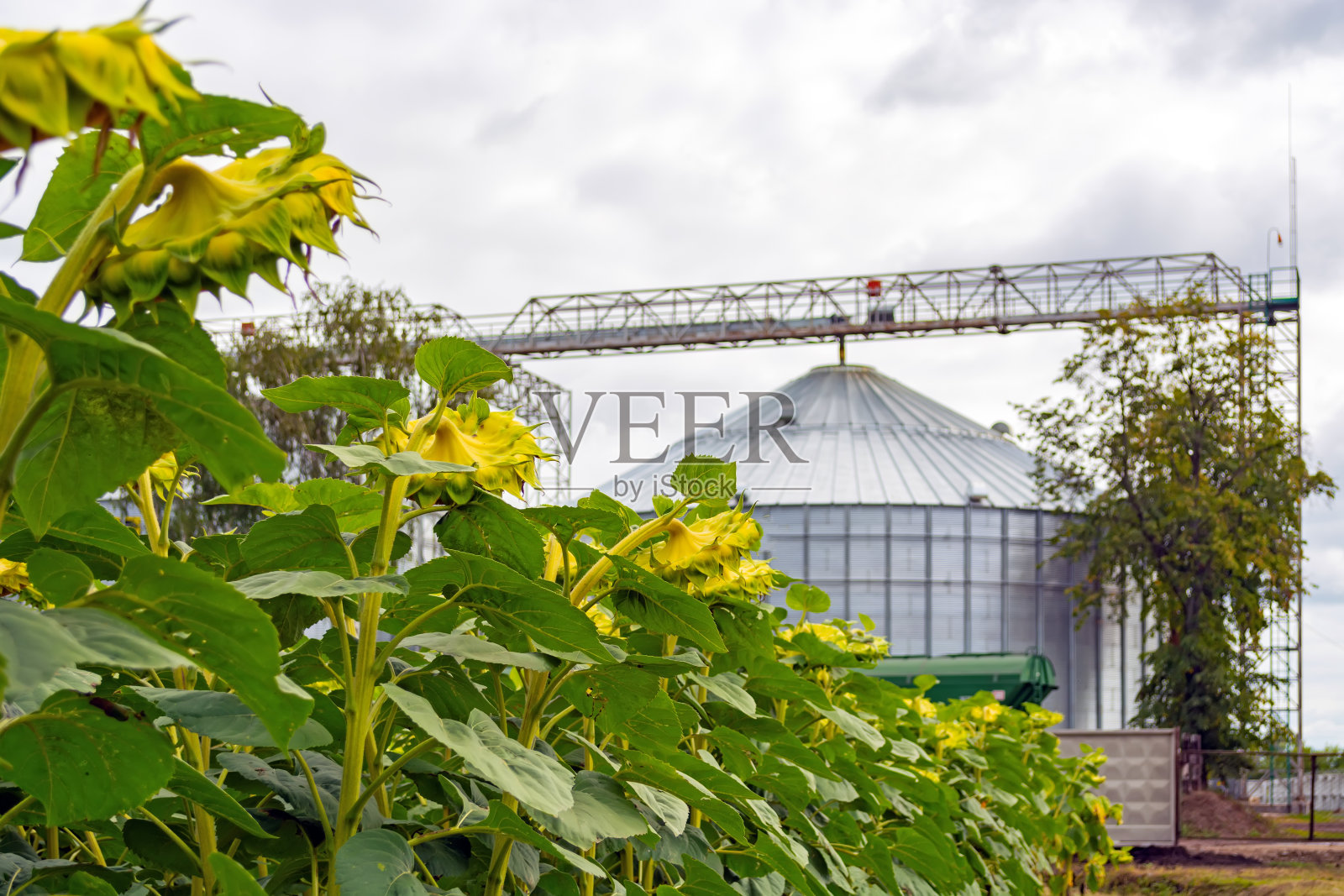 一排排向日葵映衬着双谷物升降机的背景照片摄影图片