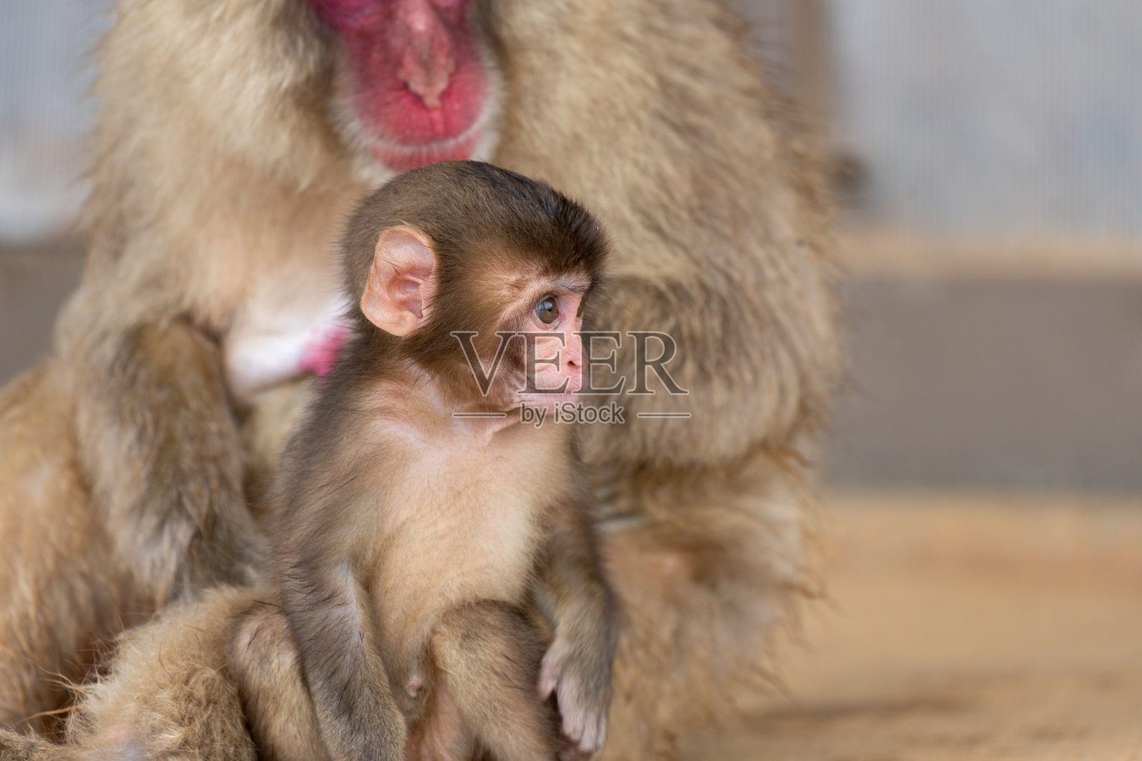 日本猕猴京都。照片摄影图片