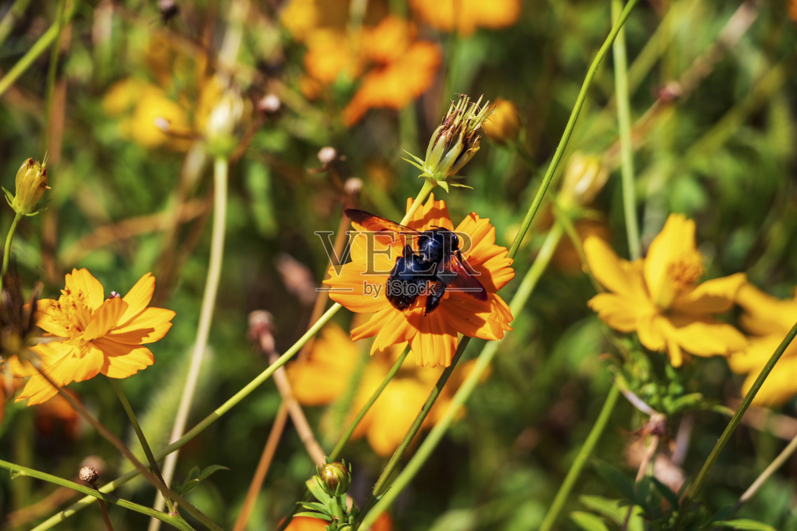 橘黄色的花在田野里盛开照片摄影图片