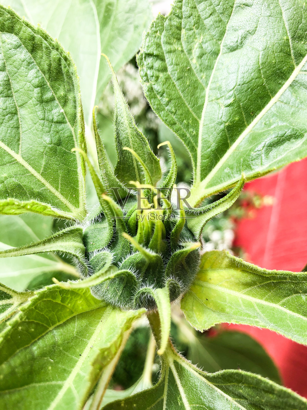 向日葵的头照片摄影图片