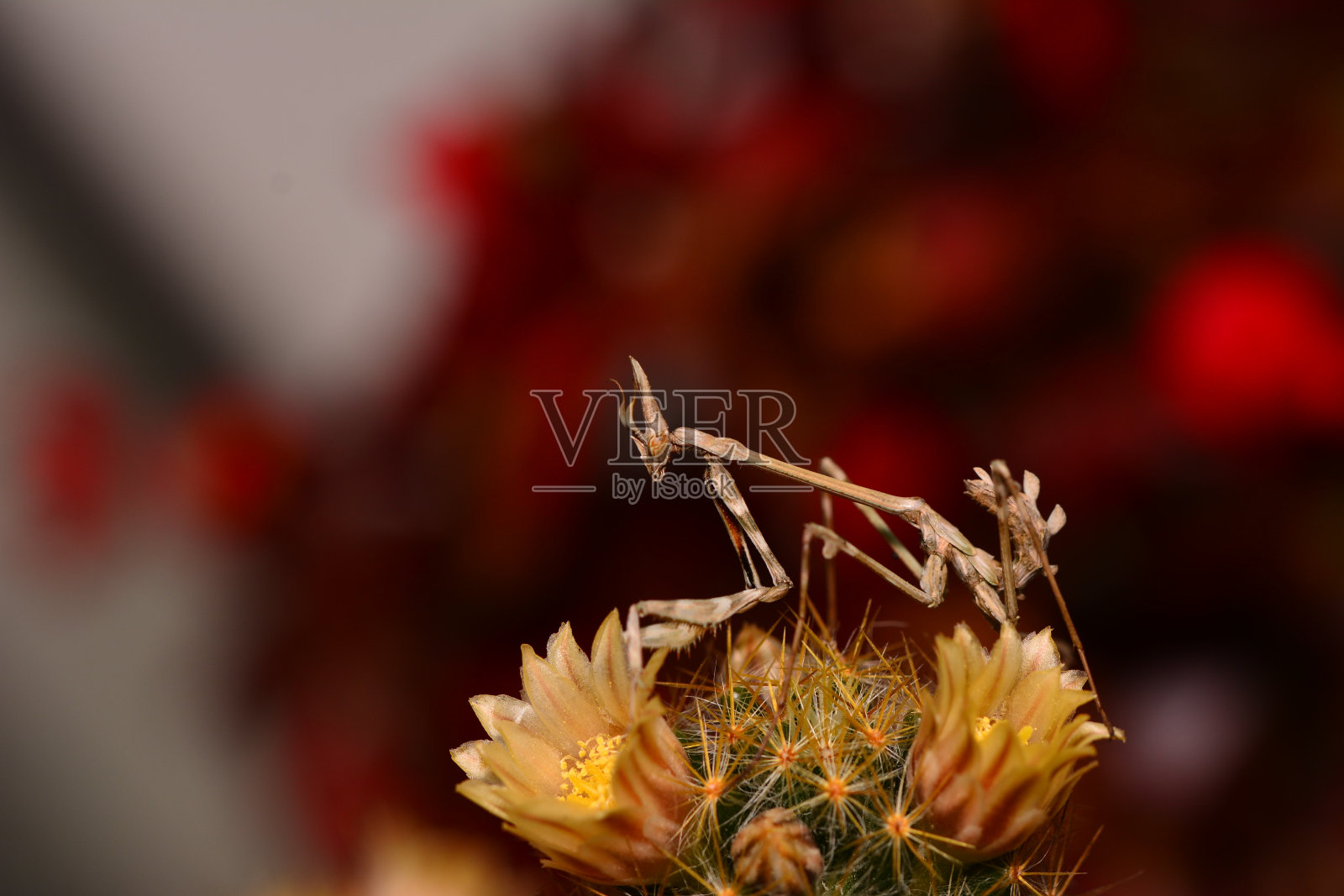 美丽的欧洲螳螂照片摄影图片