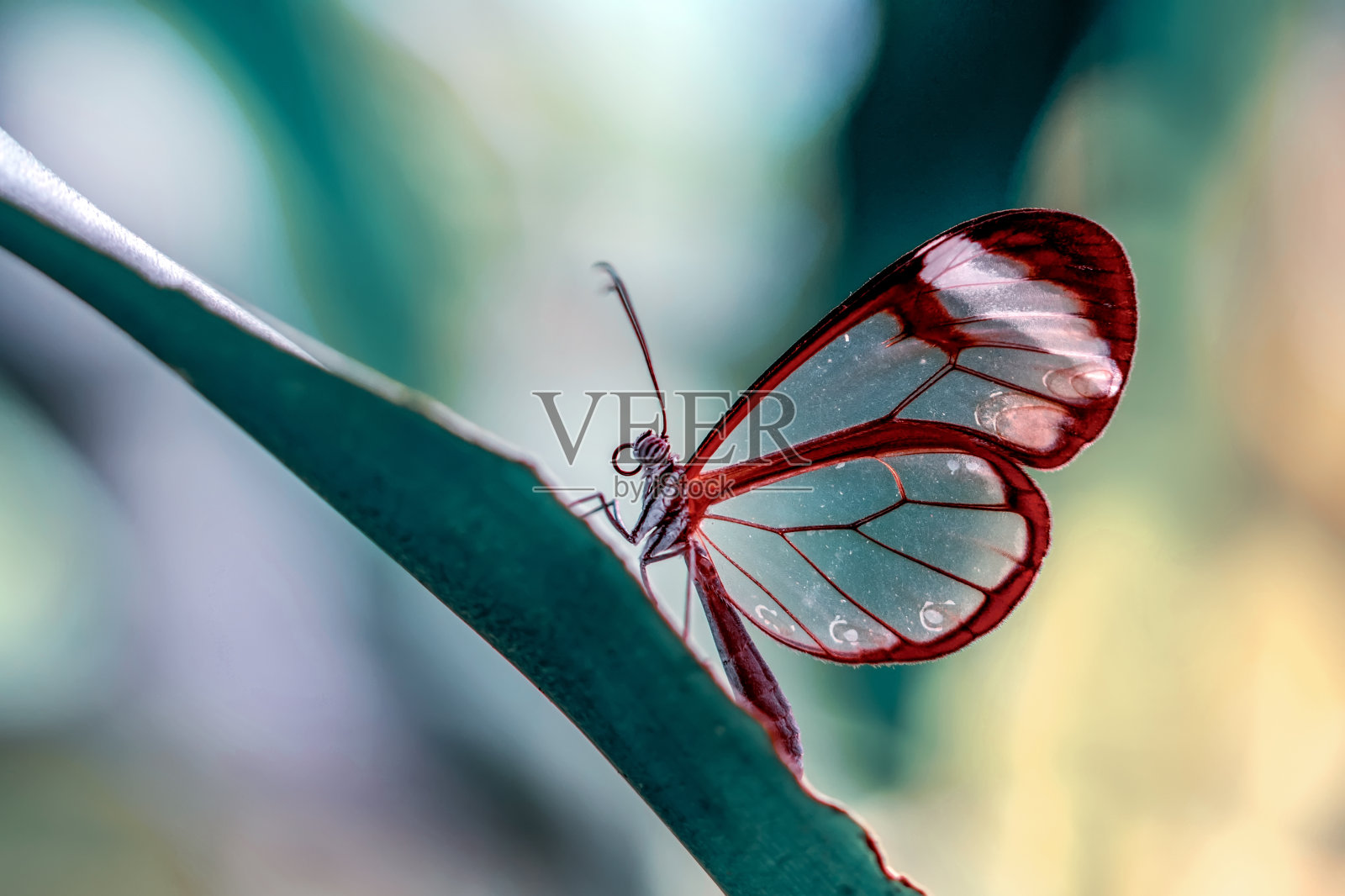 微距镜头,美丽的蝴蝶照片摄影图片