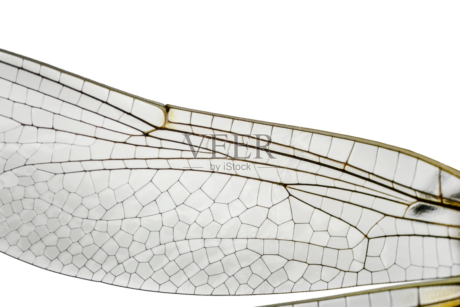 美丽的自然风景蜻蜓。照片摄影图片