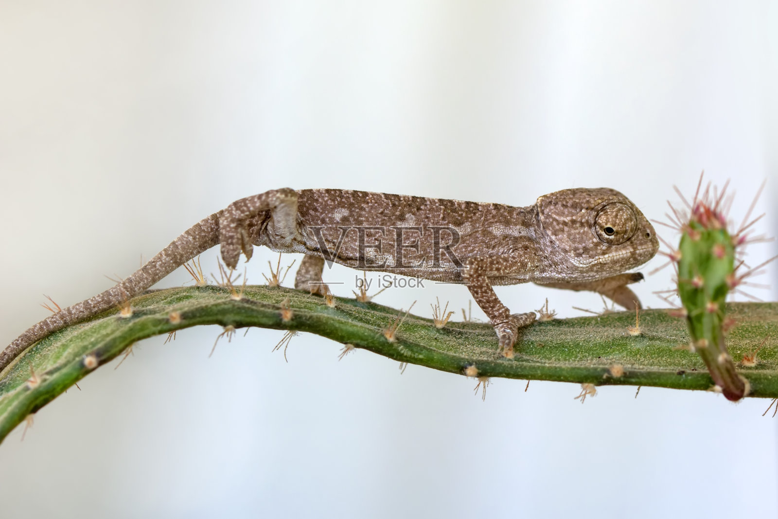 美丽的自然景色,嫩绿的变色龙照片摄影图片