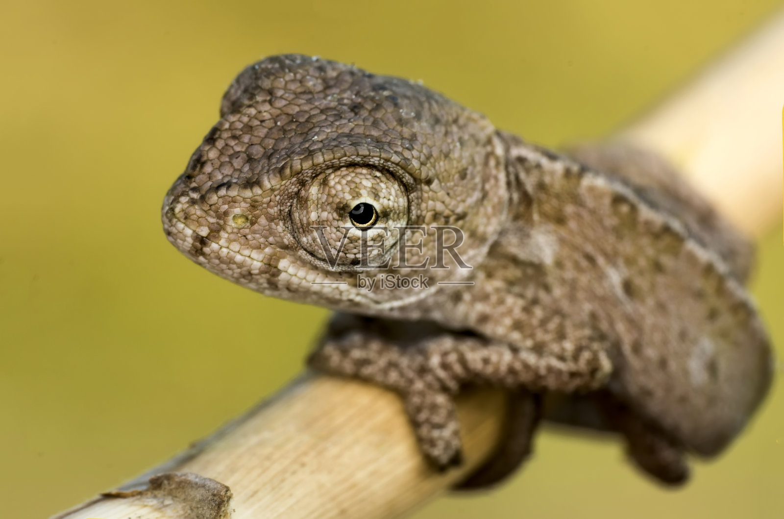 美丽的自然景色,嫩绿的变色龙照片摄影图片