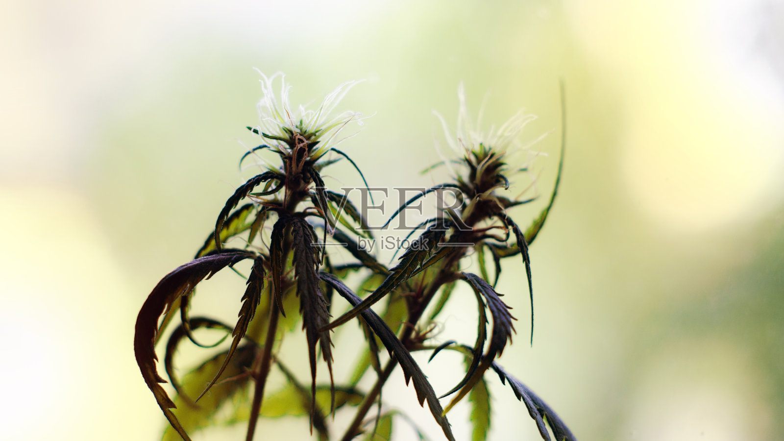 大麻在开花初期生长照片摄影图片