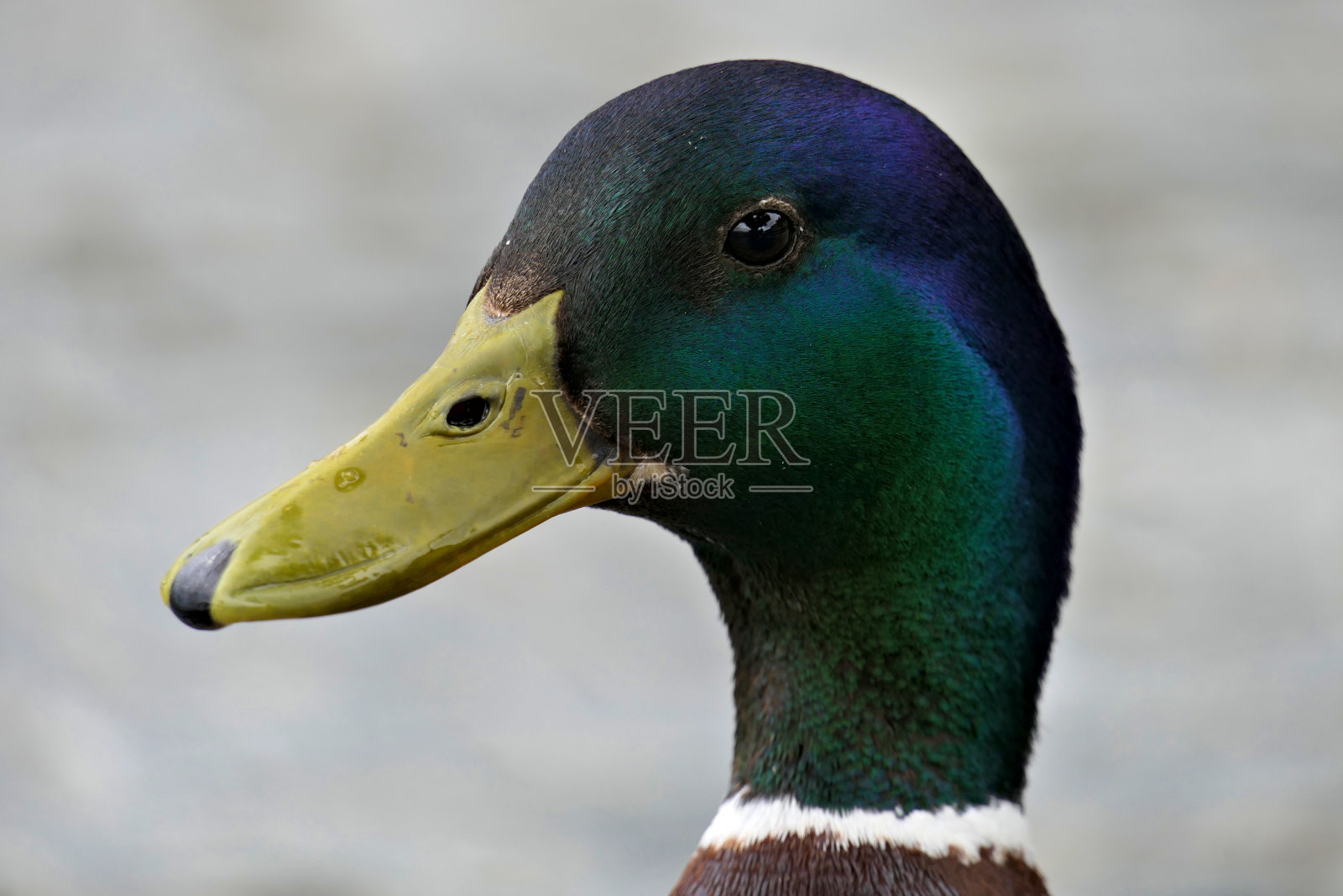 一个美丽的雄性野鸭的特写头从侧面照片摄影图片