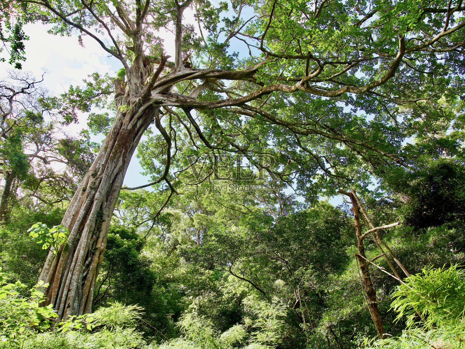 这棵特殊的树位于Rincón de la Vieja国家公园照片摄影图片