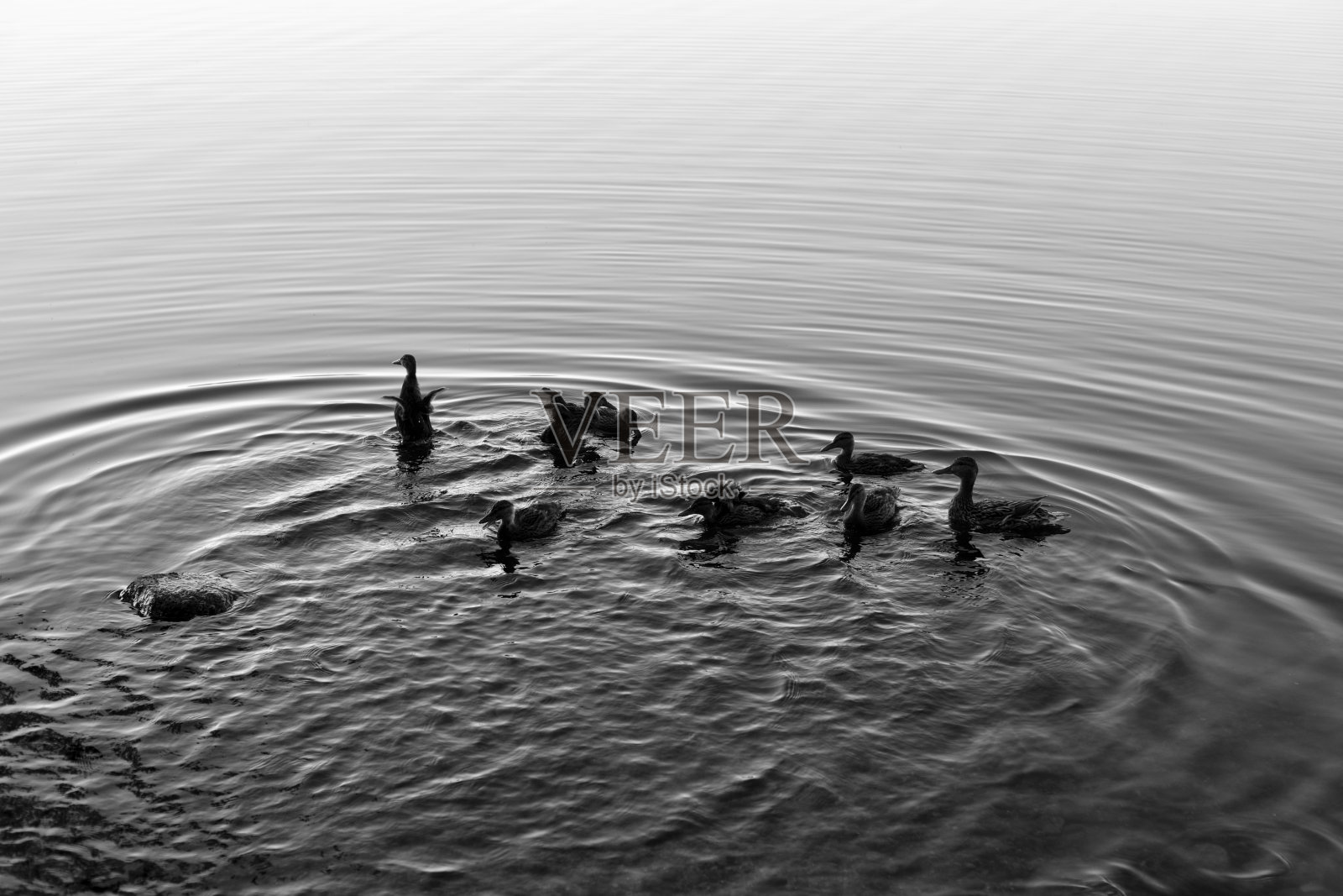 鸭子和小鸭子在湖上游泳。照片摄影图片
