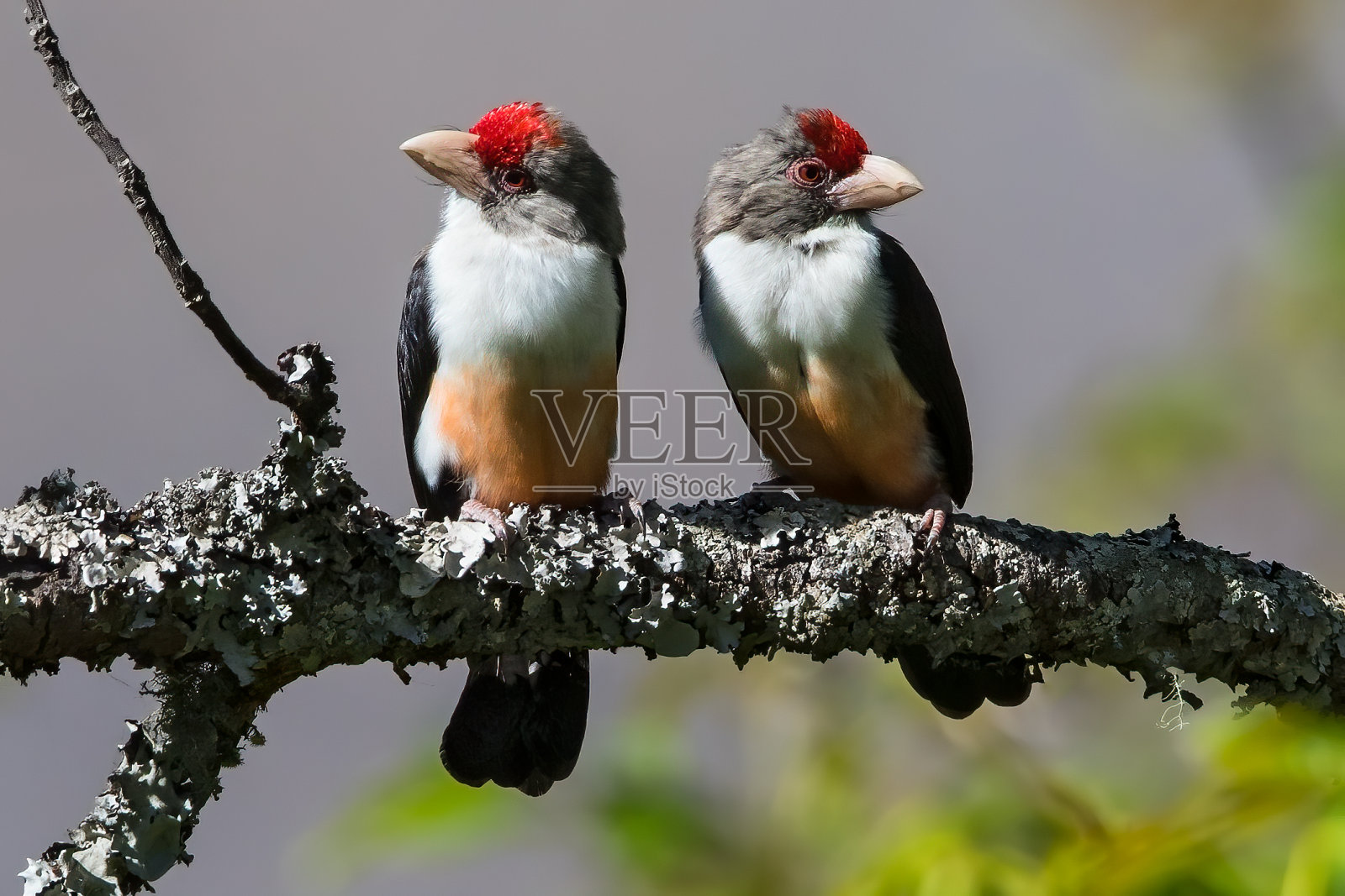 安哥拉的鸟类,黑背鲃照片摄影图片