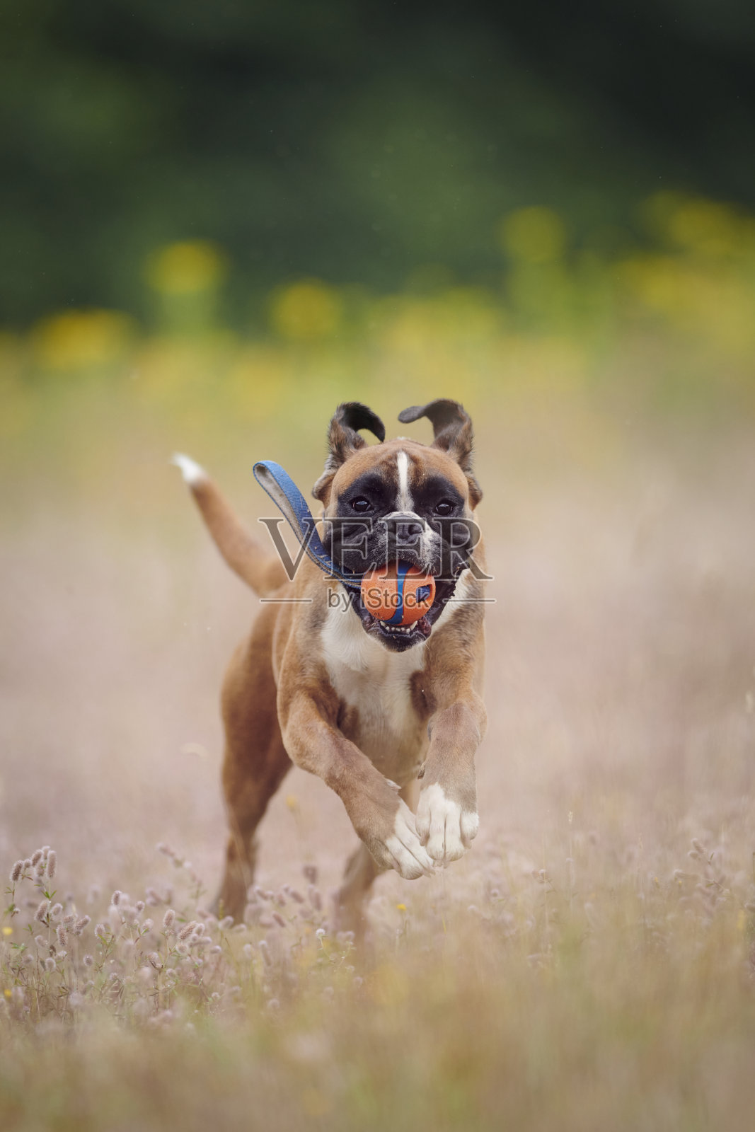拳师狗照片摄影图片