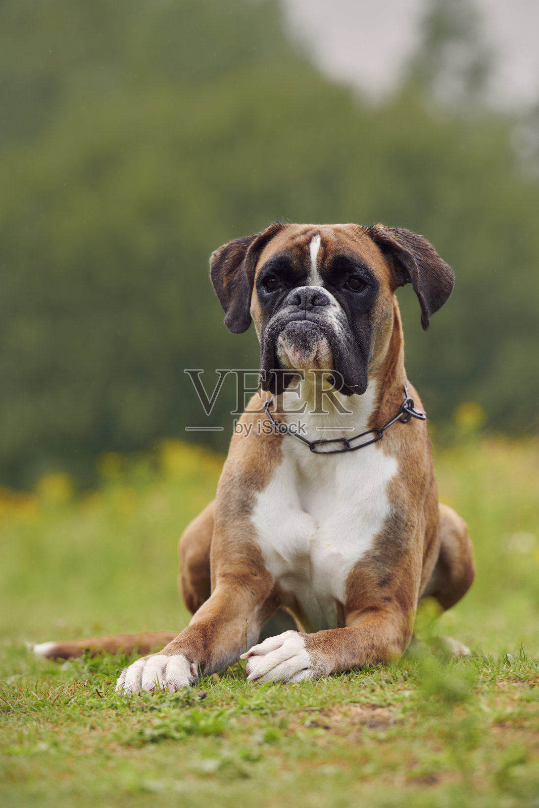 拳师狗照片摄影图片