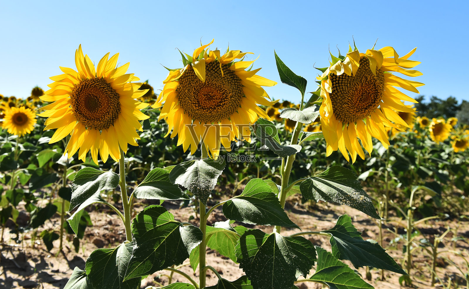 向日葵照片摄影图片