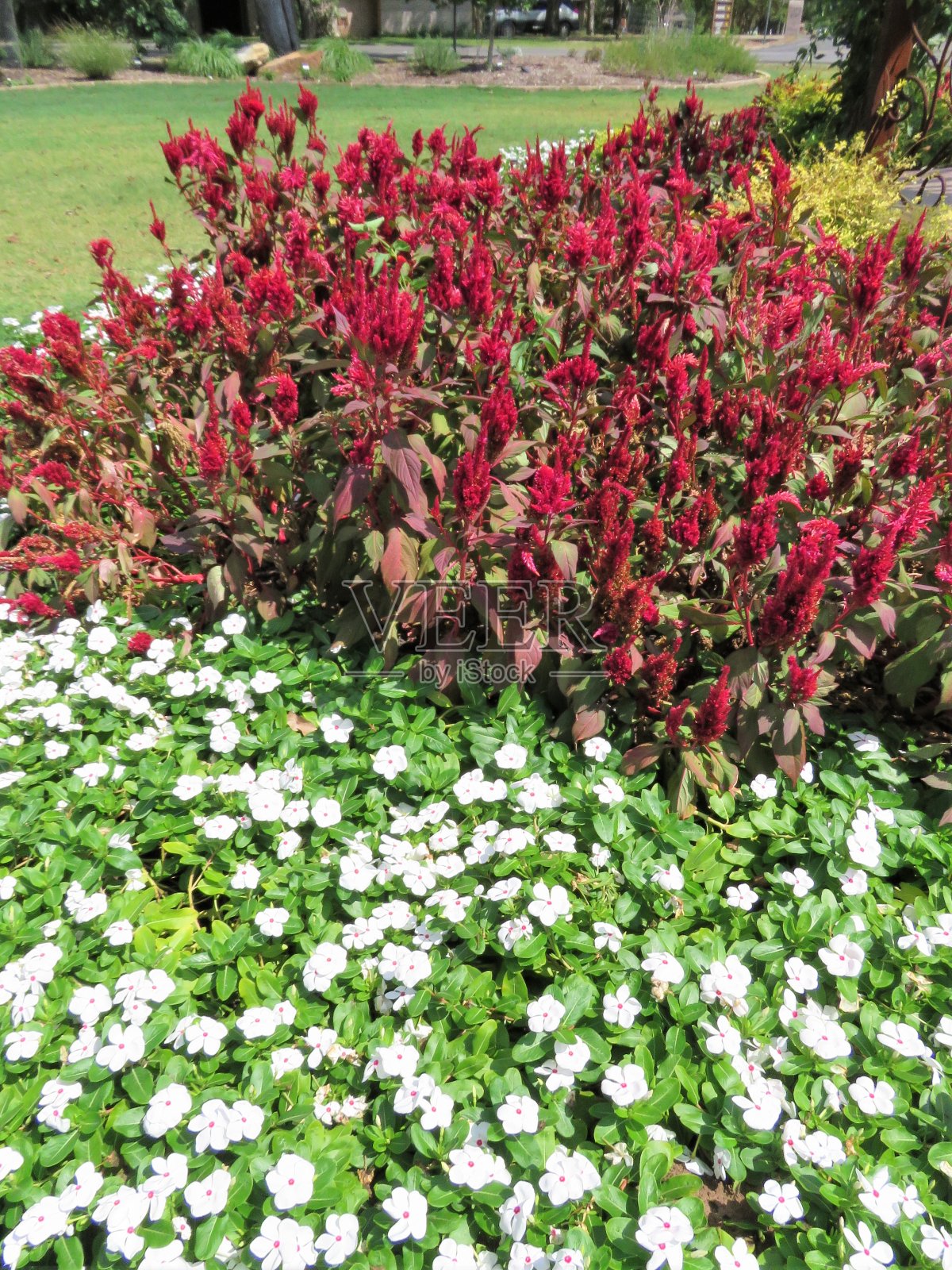 青玉,红羽状花照片摄影图片