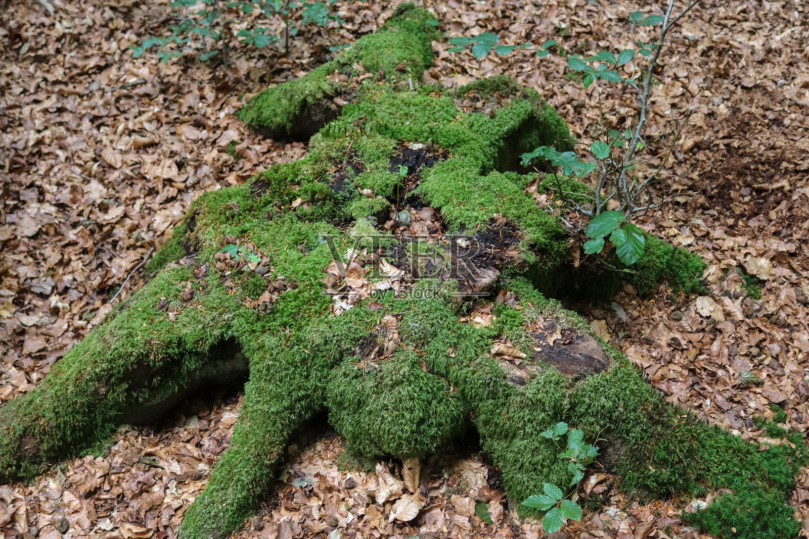 详细的近距离观察森林地面纹理与苔藓和树枝照片摄影图片