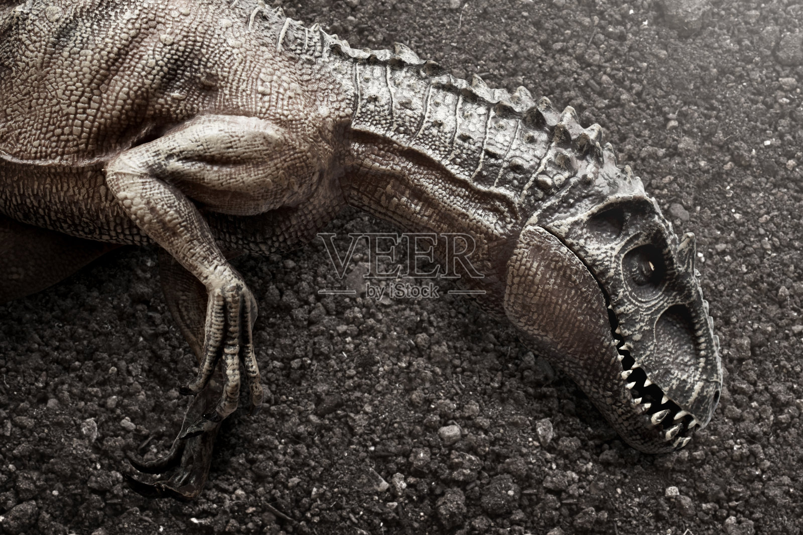 死恐龙的特写,雷克斯暴龙照片摄影图片