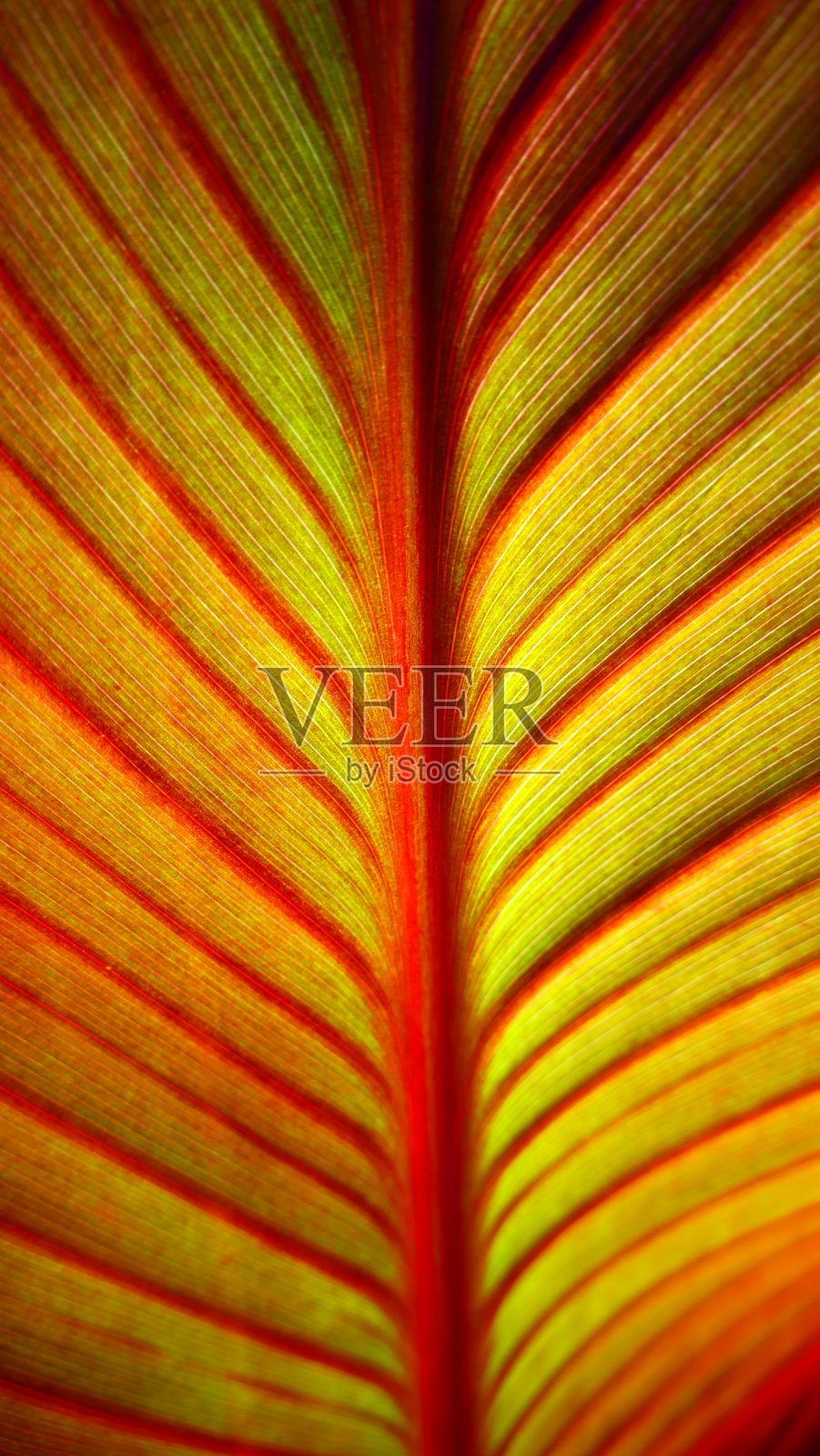 近距离拍摄美人蕉的叶子照片摄影图片