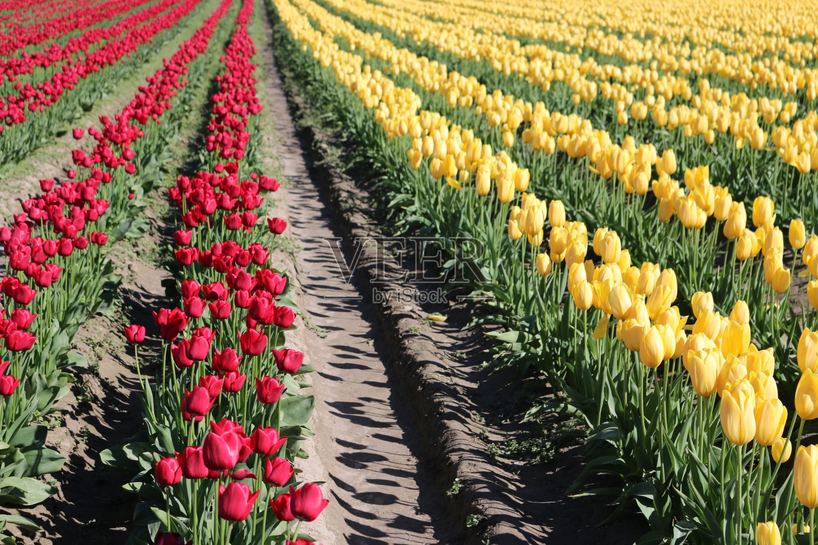 郁金香丰富照片摄影图片