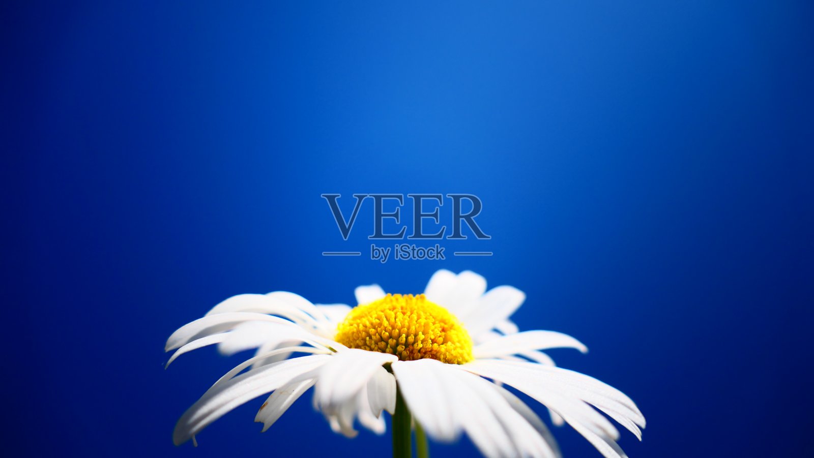 特写玛格丽特,顶部留出文字空间照片摄影图片