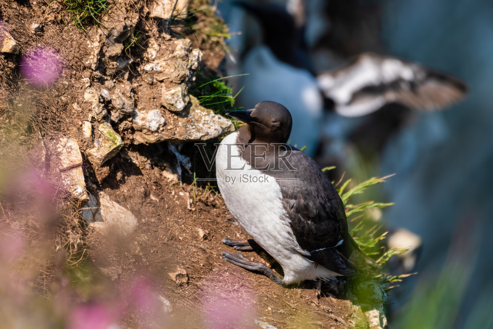 Guillemot站在悬崖边缘照片摄影图片