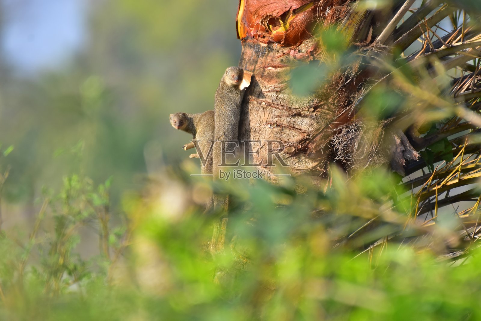 猫鼬在棕榈树与自然照片摄影图片