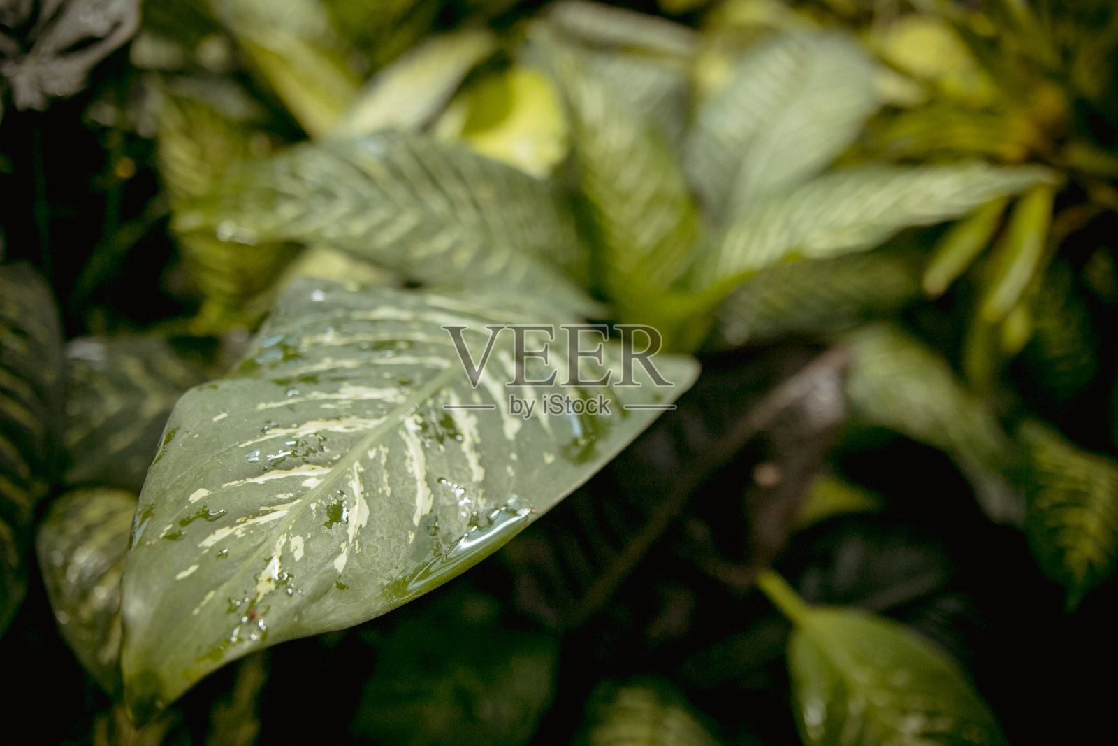 各种外来植物在植物园,封闭的温室。照片摄影图片