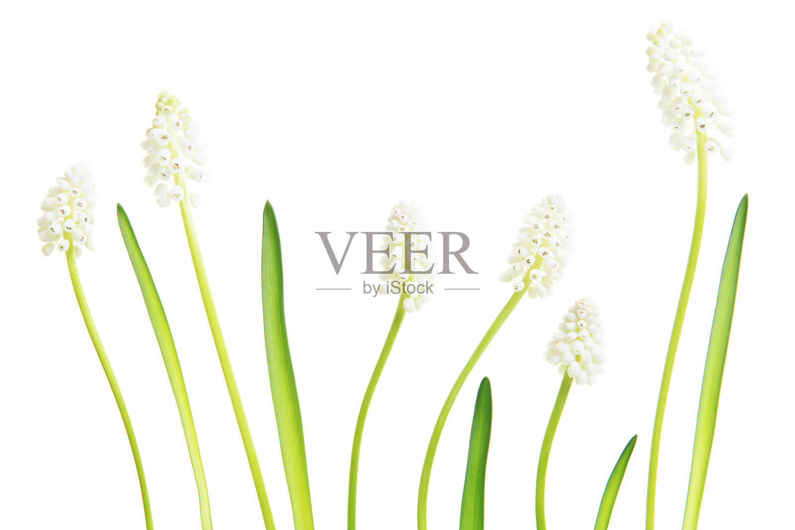 盛开的白色风信子花在孤立的白色背景照片摄影图片