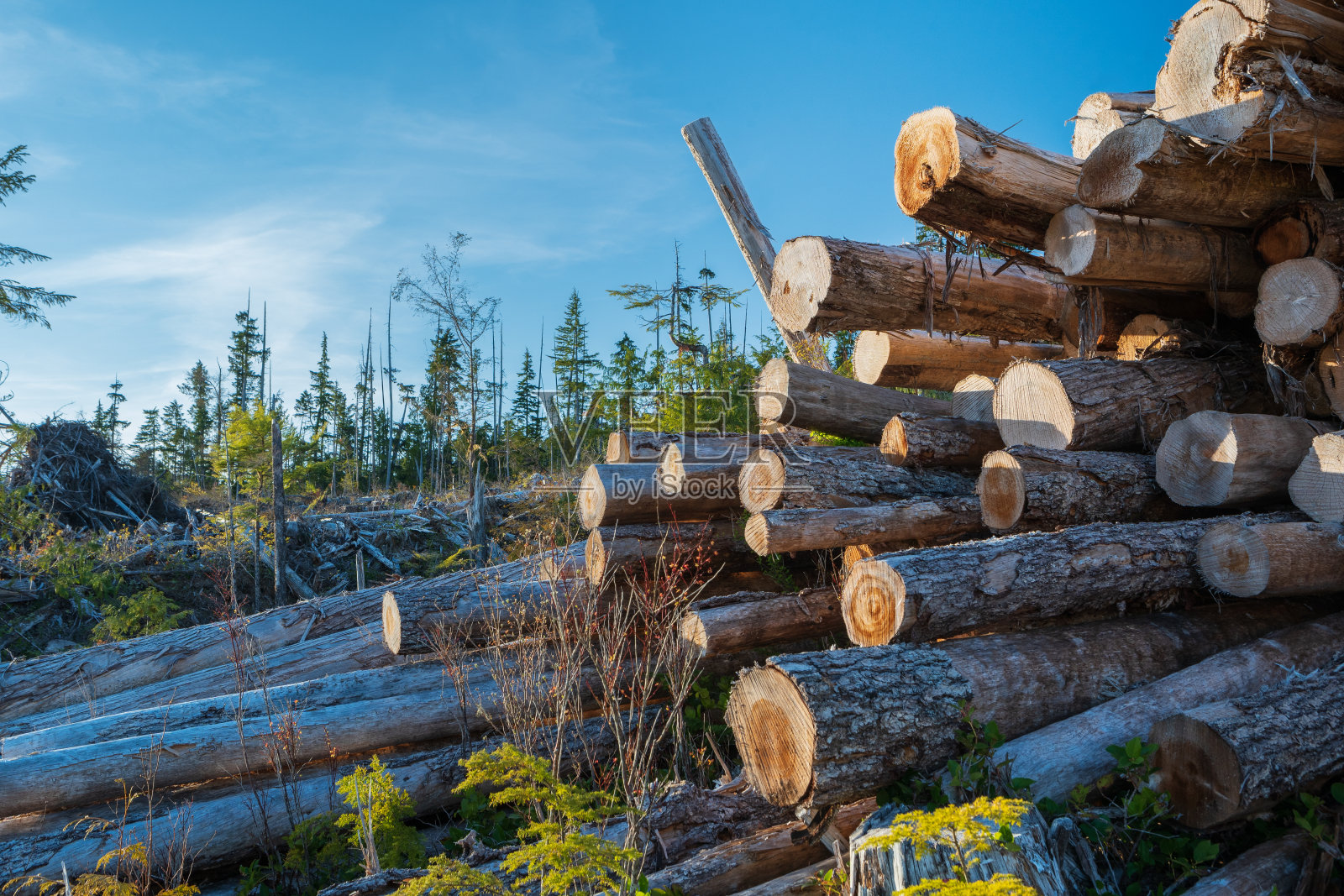 温哥华岛上的伐木业。照片摄影图片