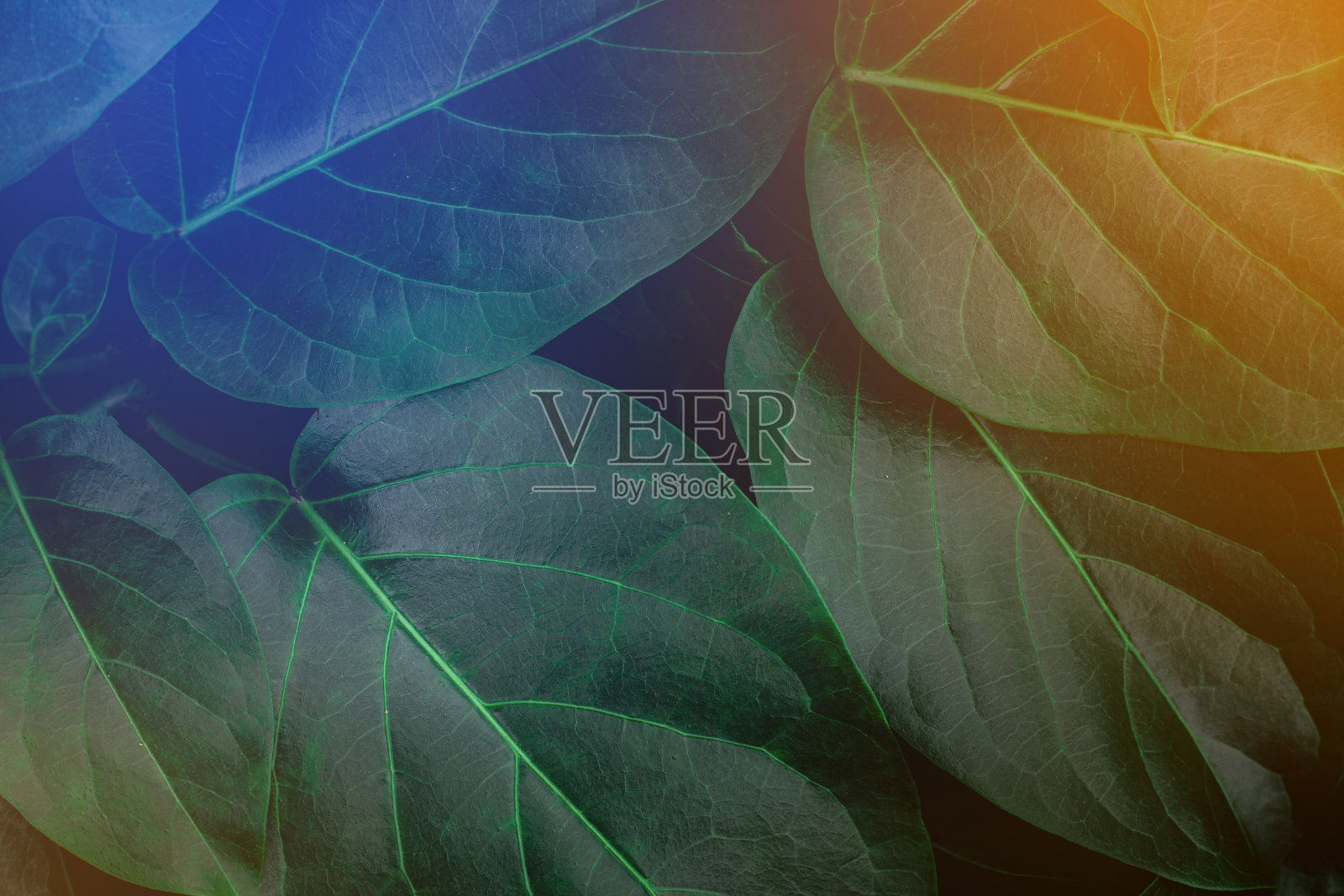 绿叶背景的特写自然视图照片摄影图片