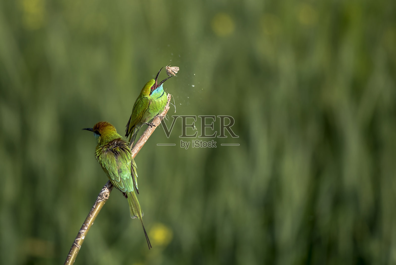 蜜蜂吃照片摄影图片