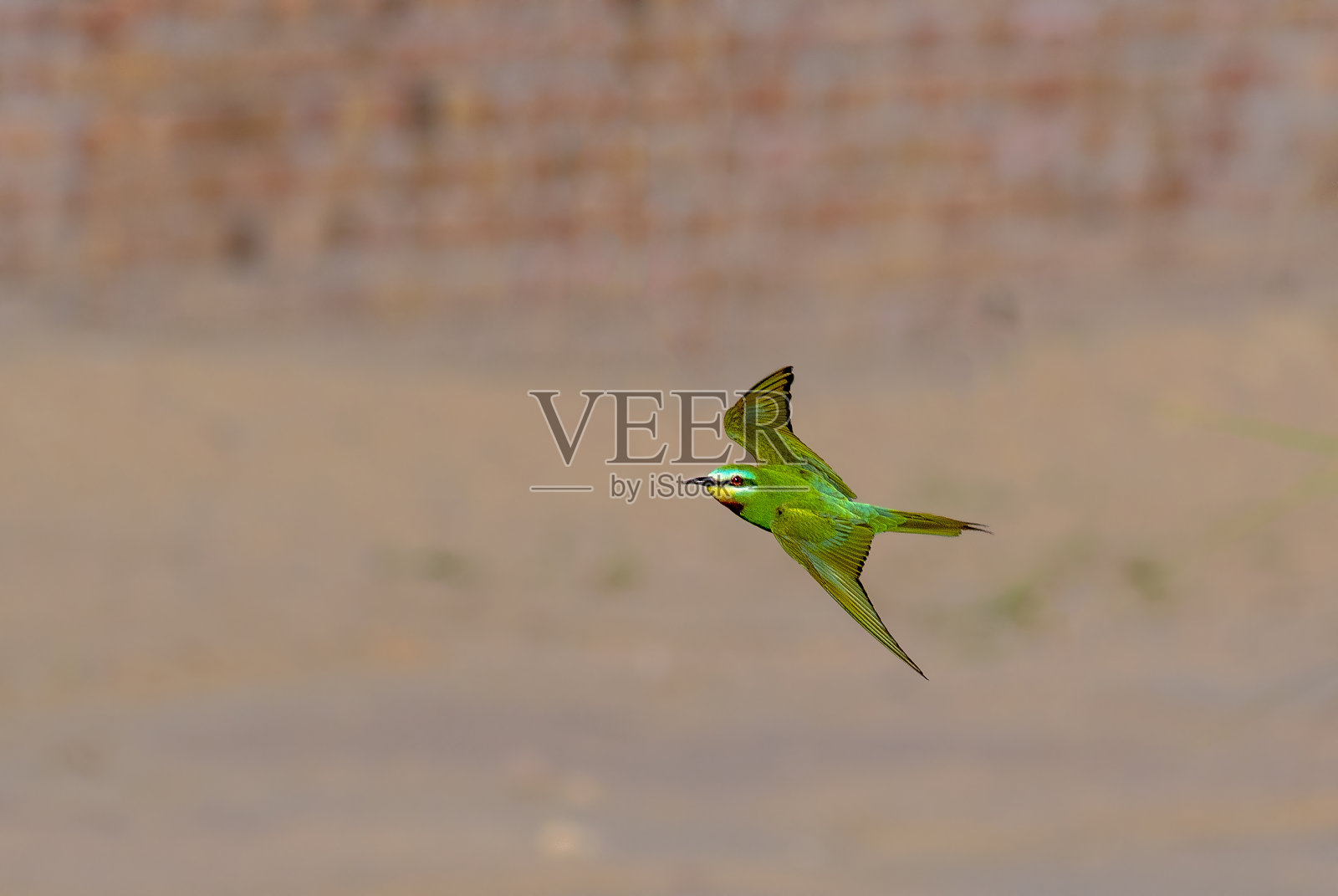 蜜蜂吃照片摄影图片
