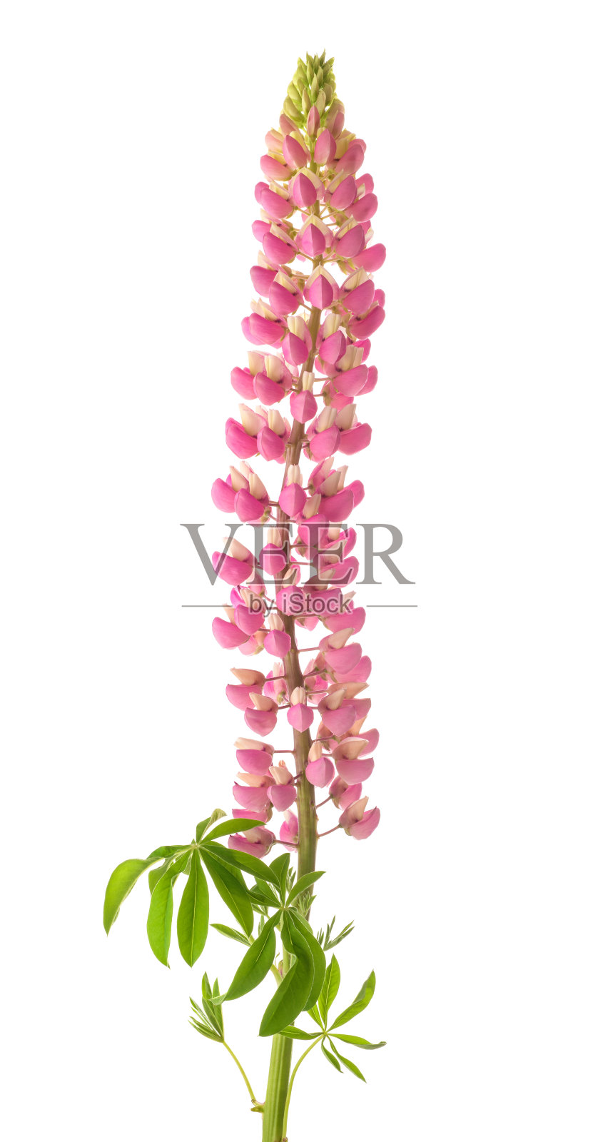 粉色卢平花照片摄影图片