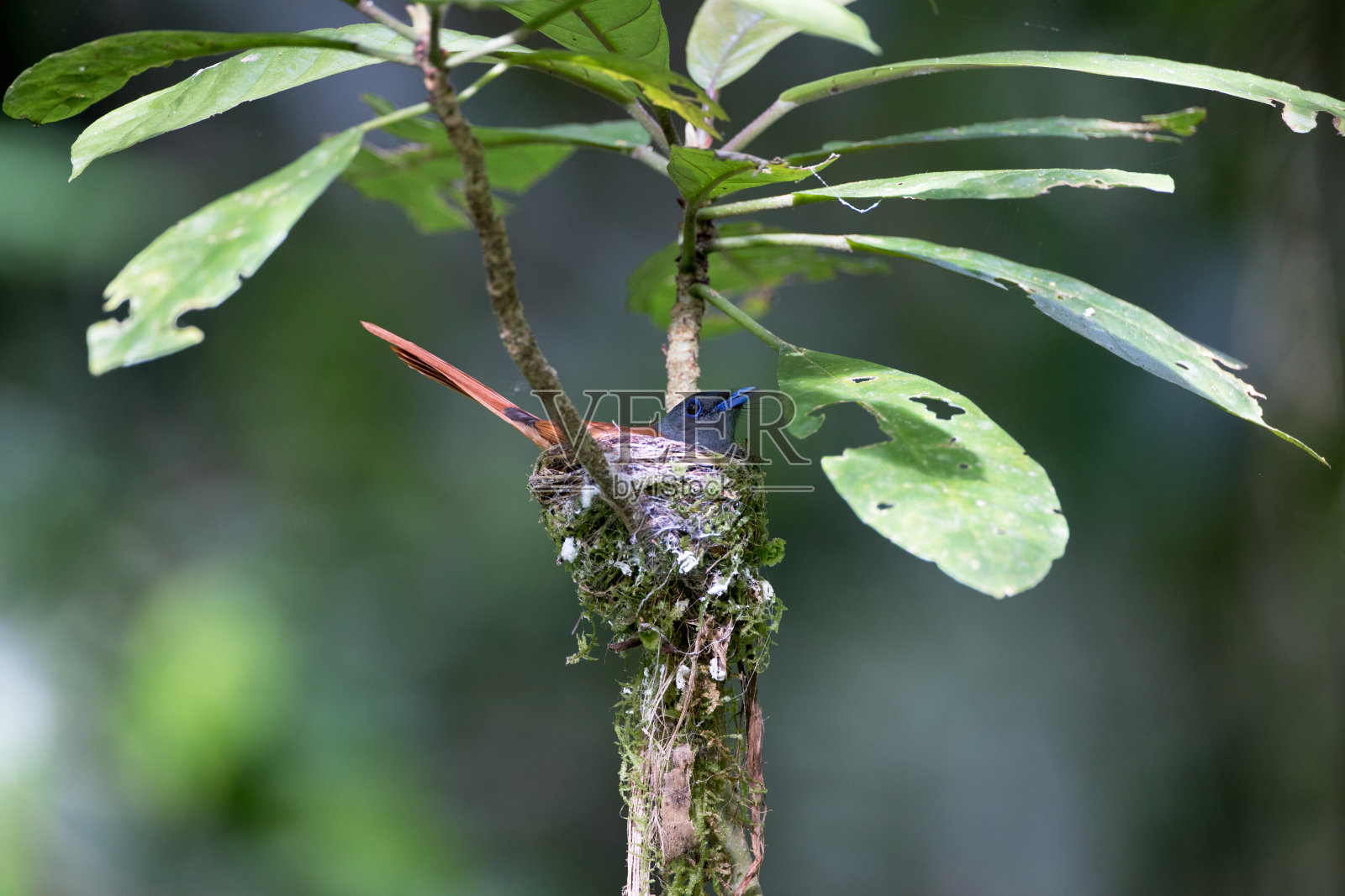 成年雌性亚洲极乐鸟(Terpsiphone paradisi)照片摄影图片