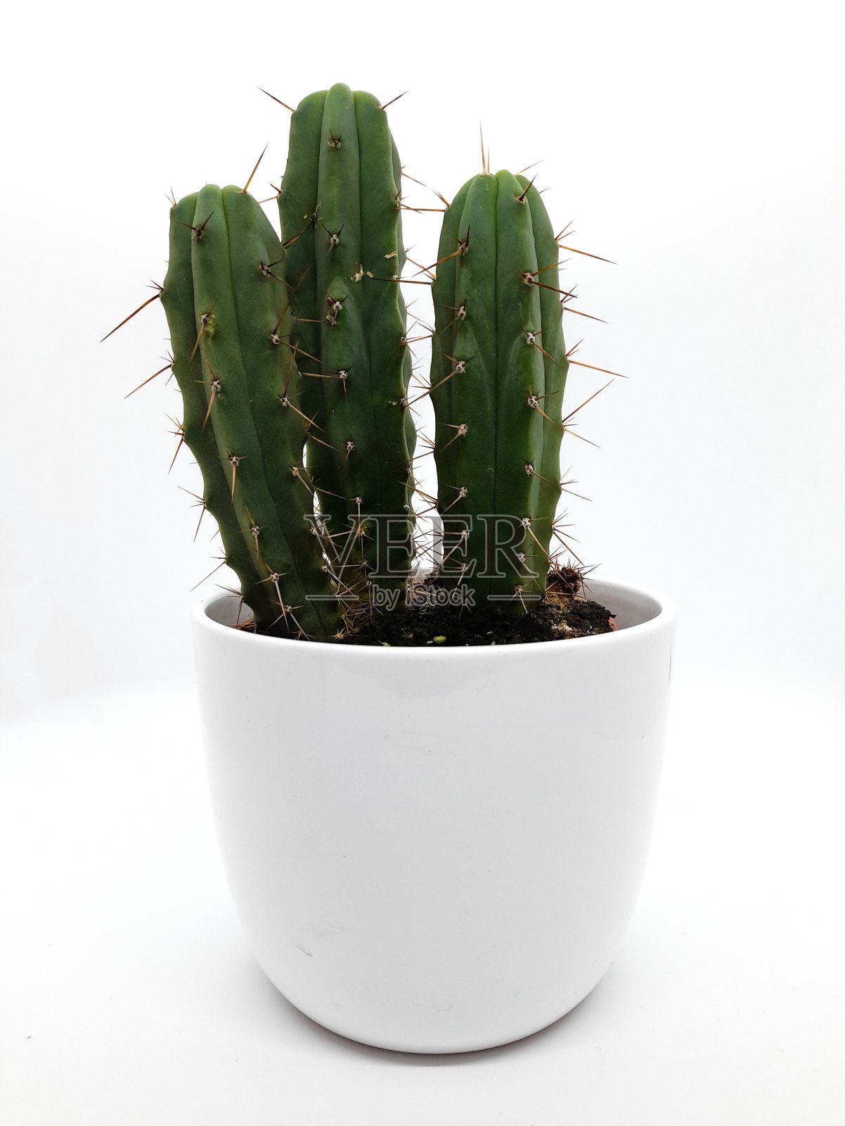 仙人掌,白色背景和白色花盆。正面视图。照片摄影图片