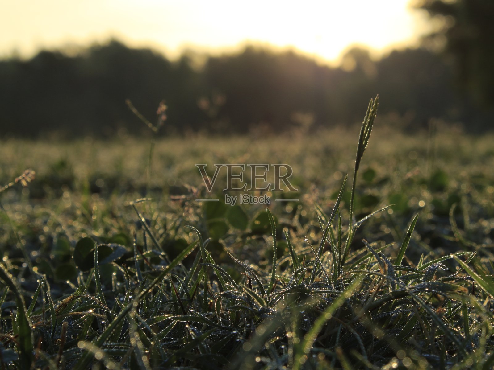 早上下雨了照片摄影图片