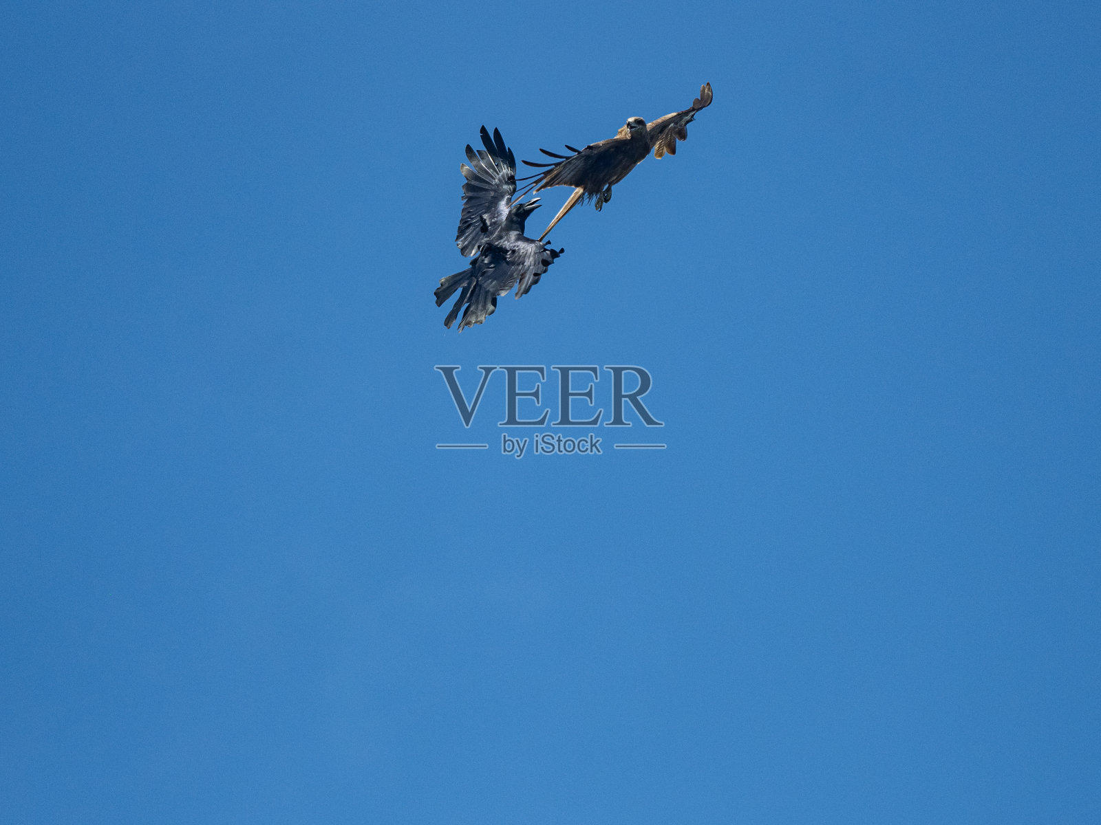 大嘴乌鸦与黑耳风筝搏斗照片摄影图片