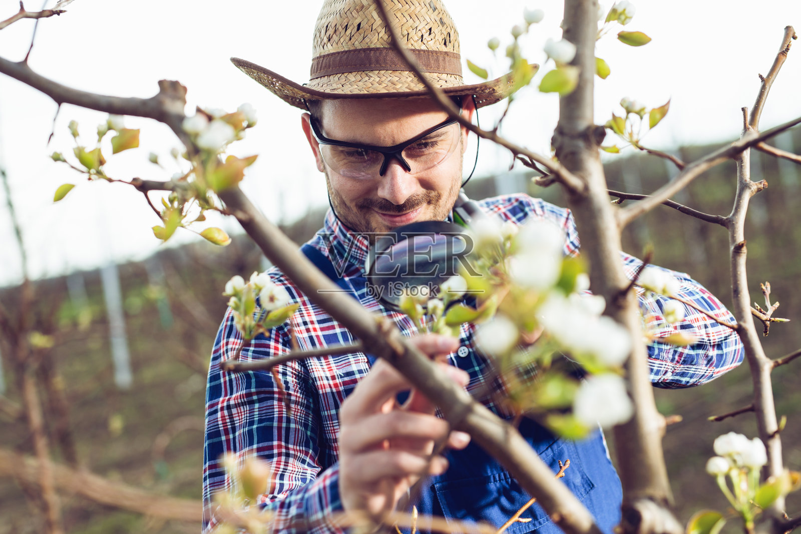 一名农学家正在检查果园里的梨树照片摄影图片