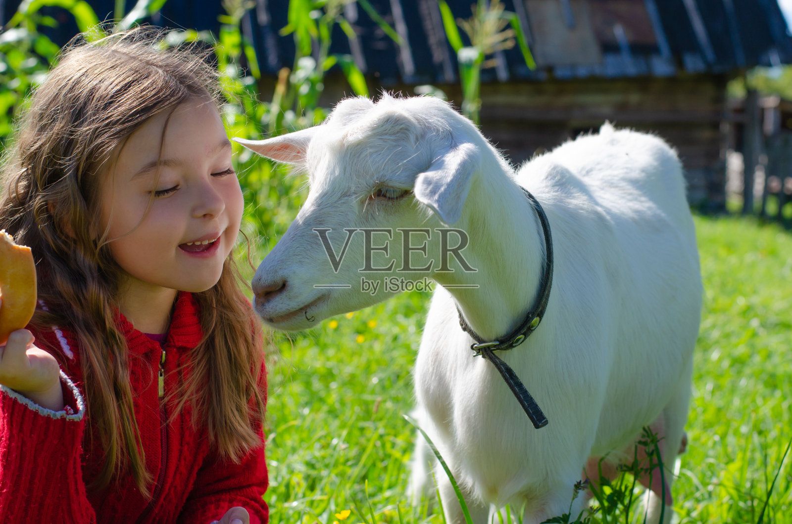 孩子是一个长着长发的女孩,在草地上有绿色的草和一只白色的小山羊。村、农、乡概念。照片摄影图片