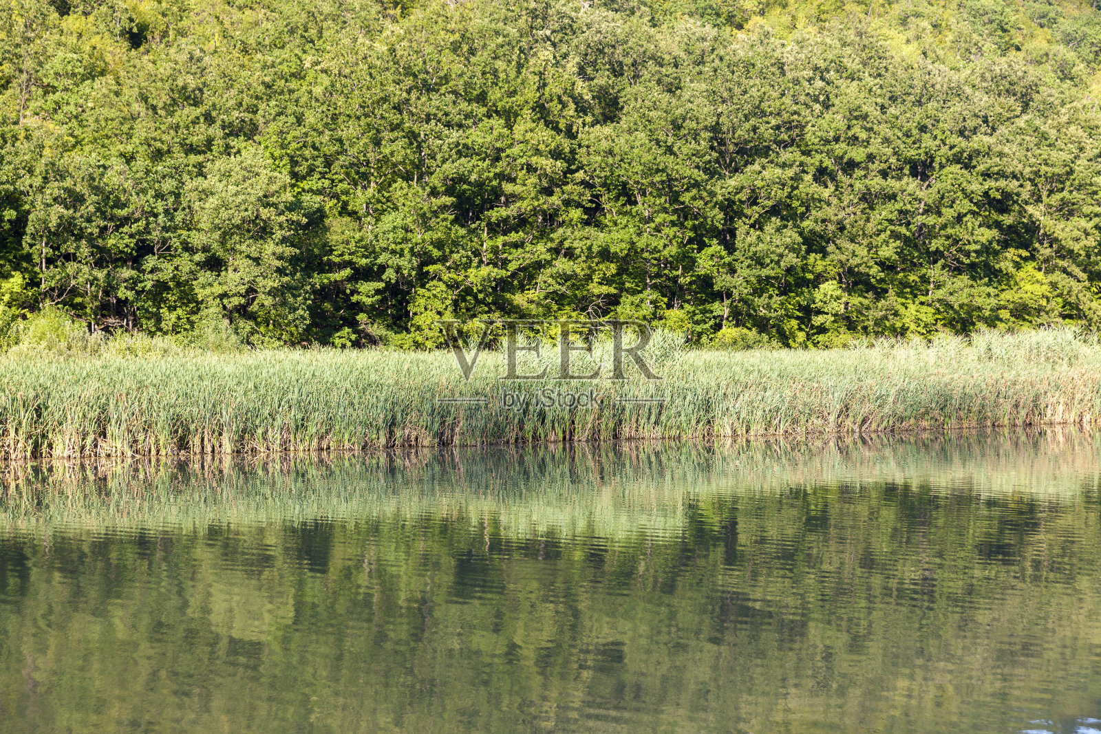 湖上芦苇照片摄影图片