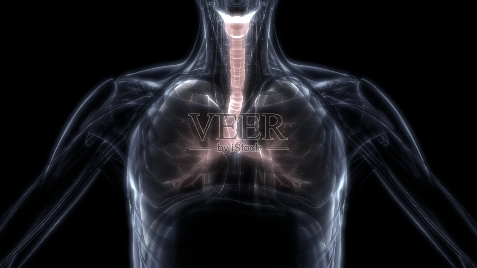 肺是人体呼吸系统解剖学的一部分照片摄影图片