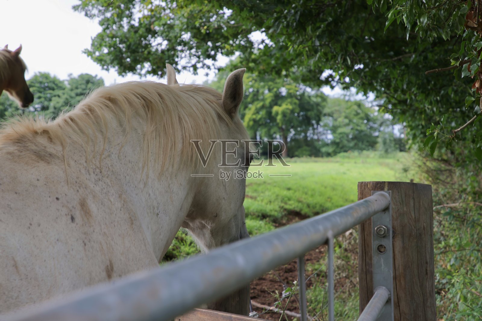 白马照片摄影图片